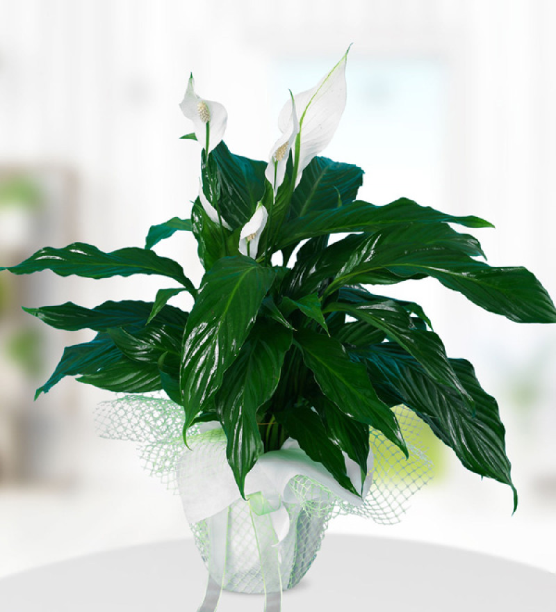Beyaz Spatifilyum Çiçeği