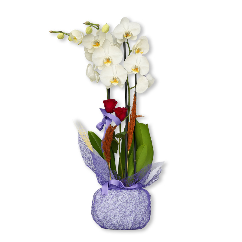 ÇİFT DAL ORKİDE GÜL