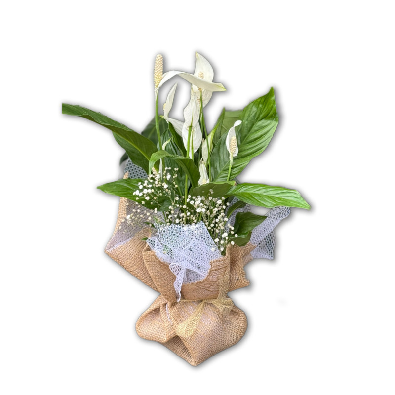 TASARIM SPATİFİLYUM