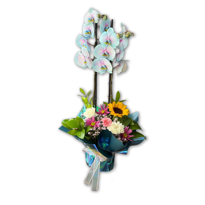 TASARIM PEMBE MAVİ ORKİDE 