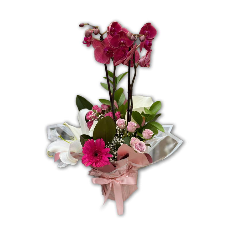 TASARIM ÇİFT DAL ORKİDE