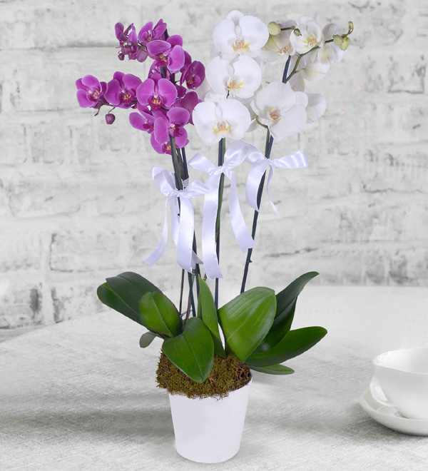 4 DAL Mor ve Beyaz Orkide