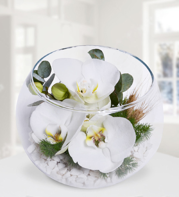 Akvaryum Vazoda Orkideler