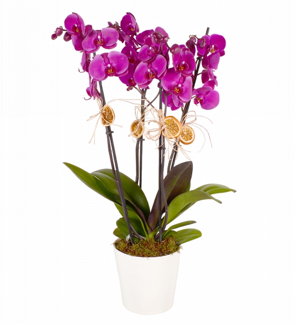 Saksıda 4 Mor Orkide