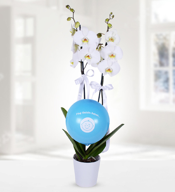 Hoş Geldin Erkek Bebek Beyaz Orkide