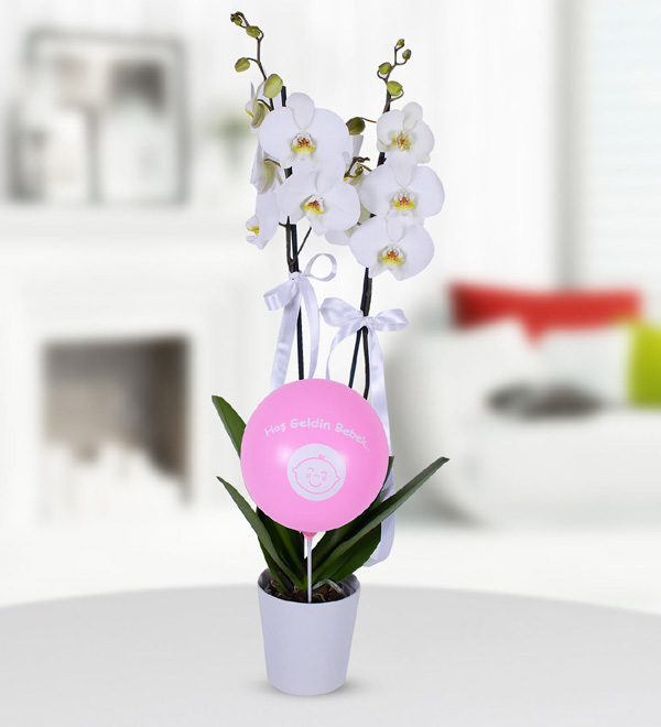 Hoş Geldin Kız Bebek Beyaz Orkide