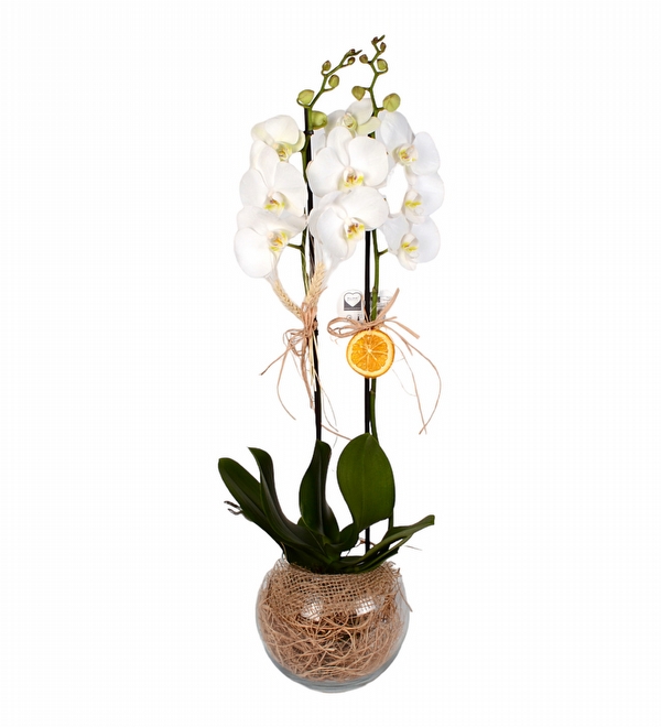 Cam Fanusta 2 Dal Beyaz Orkide Çiçeği